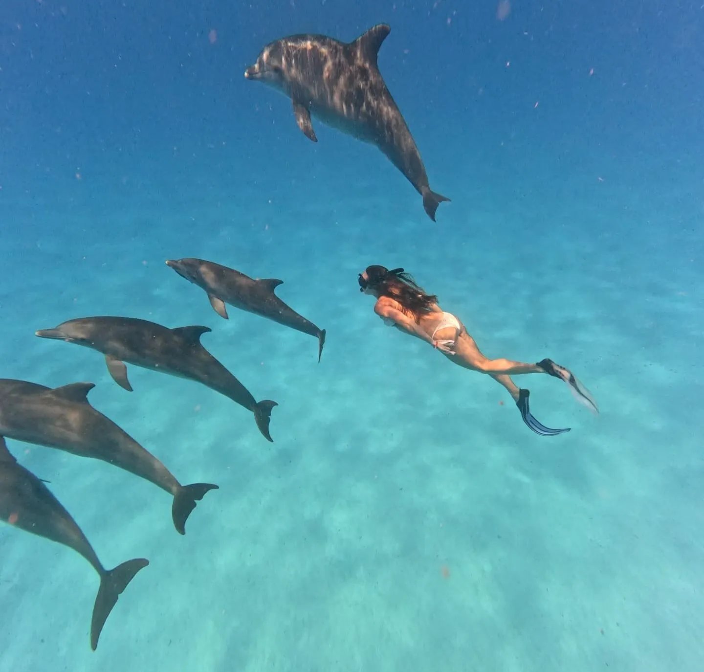 Swimming with wild dolphins in clear turquoise water off Zanzibar